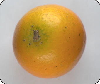 Second fruit under the source natural-light condition; no grading result is implied.