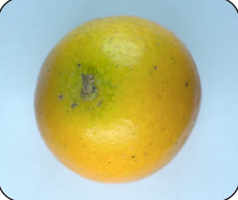 Second fruit under the source white-light condition.