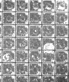 Source940 nm capture of the repeated wafer pattern.
